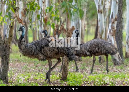 Gruppo di emù (Dromaius novaehollandiae) a piedi attraverso il Bush. Queensland Australia Foto Stock