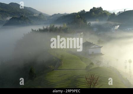 (190414) -- PECHINO, 14 aprile 2019 (Xinhua) -- la nebbia avvolge la piantagione di tè nel villaggio Wujiatai di Wanzhai Township nella contea di Xuan en di Enshi Tujia e nella prefettura autonoma di Miao, provincia di Hubei della Cina centrale, 12 aprile 2019. (Xinhua/Song Wen) XINHUA PHOTOS OF THE DAY PUBLICATIONxNOTxINxCHN Foto Stock