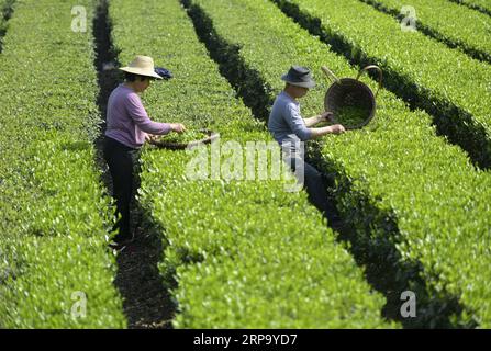 (190419) -- XUAN EN, 19 aprile 2019 (Xinhua) -- gli agricoltori raccolgono foglie di tè in una piantagione nel villaggio Ganxi di Zhushan Township, contea di Xuanen, provincia di Hubei della Cina centrale, 19 aprile 2019. (Xinhua/Song Wen) CHINA-AGRICULTURE-FARM WORK (CN) PUBLICATIONxNOTxINxCHN Foto Stock