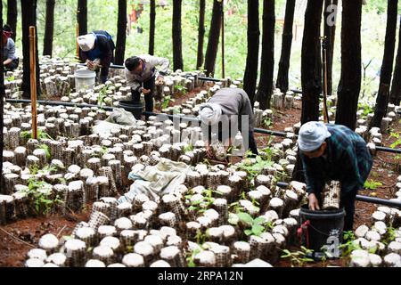 (190421) -- JIANHE, 21 aprile 2019 (Xinhua) -- gli agricoltori raccolgono funghi di legno in una base di impianto di funghi commestibili nella contea di Jianhe, nella prefettura autonoma di Qiandongnan Miao e Dong, nella provincia di Guizhou della Cina sud-occidentale, 21 aprile 2019. Le autorità della contea di Jianhe hanno incoraggiato l'uso delle terre inutilizzate nelle sue foreste per la coltivazione di funghi commestibili. La politica riesce ad aumentare il reddito dei residenti locali senza ostacolare la crescita della flora forestale. (Xinhua/Yang Wenbin) CHINA-GUIZHOU-JIANHE-AGRICULTURE-EDIBLE FUNGI (CN) PUBLICATIONxNOTxINxCHN Foto Stock