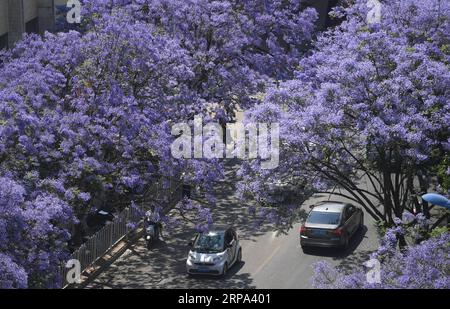 (190424) -- KUNMING, 24 aprile 2019 (Xinhua) -- foto scattata il 24 aprile 2019 mostra la fioritura di Jacaranda a Kunming, nella provincia dello Yunnan nella Cina sud-occidentale. Jacaranda è entrata nella stagione dei fiori di recente. (Xinhua/Qin Qing) CHINA-YUNNAN-JACARANDA-BLOSSOMS (CN) PUBLICATIONxNOTxINxCHN Foto Stock