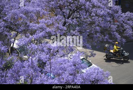 (190424) -- KUNMING, 24 aprile 2019 (Xinhua) -- foto scattata il 24 aprile 2019 mostra la fioritura di Jacaranda a Kunming, nella provincia dello Yunnan nella Cina sud-occidentale. Jacaranda è entrata nella stagione dei fiori di recente. (Xinhua/Qin Qing) CHINA-YUNNAN-JACARANDA-BLOSSOMS (CN) PUBLICATIONxNOTxINxCHN Foto Stock