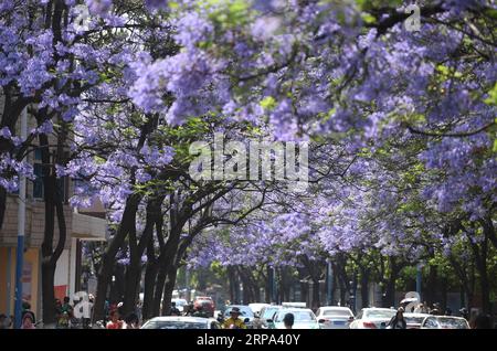 (190424) -- KUNMING, 24 aprile 2019 (Xinhua) -- foto scattata il 24 aprile 2019 mostra la fioritura di Jacaranda a Kunming, nella provincia dello Yunnan nella Cina sud-occidentale. Jacaranda è entrata nella stagione dei fiori di recente. (Xinhua/Qin Qing) CHINA-YUNNAN-JACARANDA-BLOSSOMS (CN) PUBLICATIONxNOTxINxCHN Foto Stock