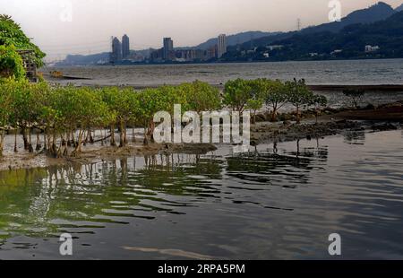 (190426) -- TAIPEI, 26 aprile 2019 (Xinhua) -- foto scattata il 25 aprile 2019 mostra lo scenario della foresta di mangrovie lungo il fiume Tamsui nella Taiwan sud-orientale della Cina. (Xinhua/Zhang Guojun) CHINA-TAMSUI RIVER-LANDSCAPE (CN) PUBLICATIONxNOTxINxCHN Foto Stock