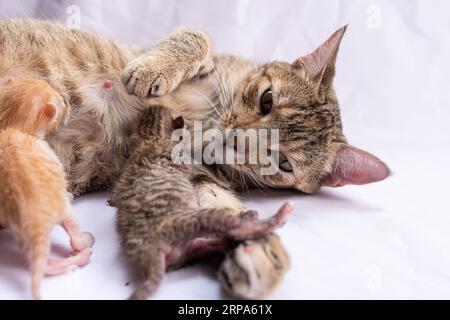 Un gatto domestico bianco e nero che giace tranquillamente su una superficie di legno accanto a due piccoli topi grigi e bianchi Foto Stock