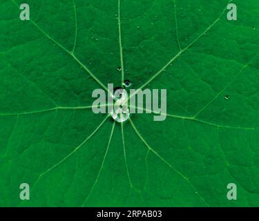 Background: La risorsa grafica della natura. Gocce d'acqua raccolte su foglie di pianta nasturtium Foto Stock