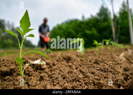 (190502) -- ZUNYI, 2 maggio 2019 (Xinhua) -- Un agricoltore lavora in un campo nel villaggio di Jinji di Suiyang Township, contea di Fenggang a Zunyi, nella provincia di Guizhou nella Cina sud-occidentale, 2 maggio 2019. (Xinhua/Luo Xinghan) CINA-ECONOMIA AGRICOLA (CN) PUBLICATIONxNOTxINxCHN Foto Stock