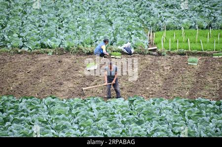 (190502) -- ZUNYI, 2 maggio 2019 (Xinhua) -- gli agricoltori lavorano in un campo nel villaggio di Dashi della municipalità di Suiyang, nella contea di Fenggang a Zunyi, nella provincia di Guizhou della Cina sud-occidentale, 2 maggio 2019. (Xinhua/Luo Xinghan) CINA-ECONOMIA AGRICOLA (CN) PUBLICATIONxNOTxINxCHN Foto Stock