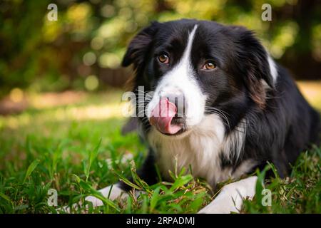 Bellissimo cucciolo di Border Collie sdraiato sull'erba e leccandogli il naso Foto Stock