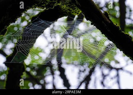 piccola rete di ragni con gocce d'acqua su un ramo di un albero Foto Stock