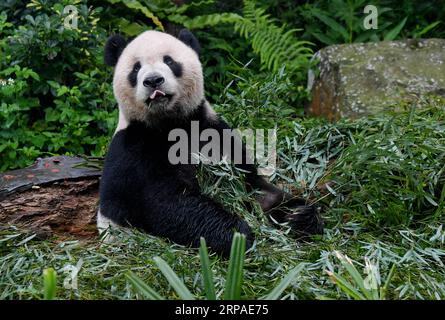 (190506) -- TAIPEI, 6 maggio 2019 (Xinhua) -- il panda gigante Tuantuan mangia foglie di bambù allo zoo di Taipei a Taipei, nel sud-est della Cina a Taiwan, 6 maggio 2019. Allo zoo di Taipei, i due panda giganti Tuantuan (maschio) e Yuanyuan (femmina) hanno attirato una grande folla desiderosa di dare un'occhiata agli orsi pazzi negli ultimi dieci anni. I due panda giganti furono inviati a Taiwan dalla Cina continentale alla fine del 2008. Nel 2013, Tuantuan e Yuanyuan ebbero un bambino chiamato Yuanzai. (Xinhua/Zhang Guojun) CINA-TAIPEI-PANDA GIGANTE-TURISMO (CN) PUBLICATIONxNOTxINxCHN Foto Stock