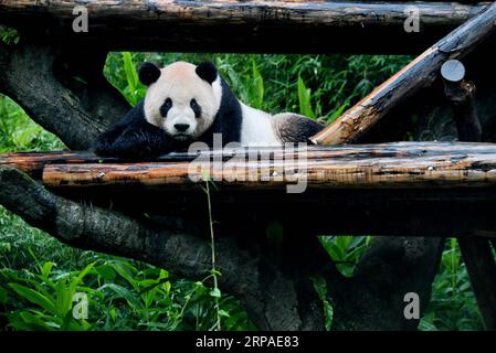 (190506) -- TAIPEI, 6 maggio 2019 (Xinhua) -- il panda gigante Tuantuan gioca allo zoo di Taipei a Taipei, nel sud-est della Cina, 6 maggio 2019. Allo zoo di Taipei, i due panda giganti Tuantuan (maschio) e Yuanyuan (femmina) hanno attirato una grande folla desiderosa di dare un'occhiata agli orsi pazzi negli ultimi dieci anni. I due panda giganti furono inviati a Taiwan dalla Cina continentale alla fine del 2008. Nel 2013, Tuantuan e Yuanyuan ebbero un bambino chiamato Yuanzai. (Xinhua/Zhang Guojun) CINA-TAIPEI-PANDA GIGANTE-TURISMO (CN) PUBLICATIONxNOTxINxCHN Foto Stock