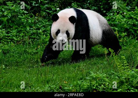 (190506) -- TAIPEI, 6 maggio 2019 (Xinhua) -- il panda gigante Tuantuan gioca allo zoo di Taipei a Taipei, nel sud-est della Cina, 6 maggio 2019. Allo zoo di Taipei, i due panda giganti Tuantuan (maschio) e Yuanyuan (femmina) hanno attirato una grande folla desiderosa di dare un'occhiata agli orsi pazzi negli ultimi dieci anni. I due panda giganti furono inviati a Taiwan dalla Cina continentale alla fine del 2008. Nel 2013, Tuantuan e Yuanyuan ebbero un bambino chiamato Yuanzai. (Xinhua/Zhang Guojun) CINA-TAIPEI-PANDA GIGANTE-TURISMO (CN) PUBLICATIONxNOTxINxCHN Foto Stock