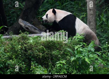 (190506) -- TAIPEI, 6 maggio 2019 (Xinhua) -- il panda gigante Tuantuan gioca allo zoo di Taipei a Taipei, nel sud-est della Cina, 6 maggio 2019. Allo zoo di Taipei, i due panda giganti Tuantuan (maschio) e Yuanyuan (femmina) hanno attirato una grande folla desiderosa di dare un'occhiata agli orsi pazzi negli ultimi dieci anni. I due panda giganti furono inviati a Taiwan dalla Cina continentale alla fine del 2008. Nel 2013, Tuantuan e Yuanyuan ebbero un bambino chiamato Yuanzai. (Xinhua/Zhang Guojun) CINA-TAIPEI-PANDA GIGANTE-TURISMO (CN) PUBLICATIONxNOTxINxCHN Foto Stock