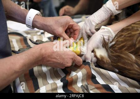 (190512) -- RAMAT GAN (ISRAELE), 12 maggio 2019 -- Un raro avvoltoio griffone riceve cure mediche nell'ospedale faunistico del parco safari Ramat Gan vicino a Tel Aviv, Israele, il 12 maggio 2019. Due rari avvoltoi griffoni dalle alture del Golan si stanno riprendendo dall'avvelenamento e uno di loro dovrebbe tornare alla natura nei prossimi giorni. ) ISRAEL-RAMAT GAN-VULTURE-RESCUE JINI/GIDEONXMARKOWICZ PUBLICATIONXNOTXINXCHN Foto Stock