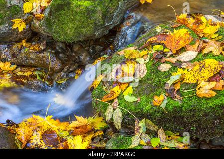 Piccola cascata con foglie autunnali in un ruscello Foto Stock