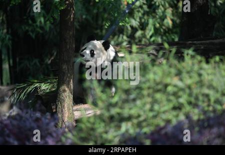 (190517) -- CHENGDU, 17 maggio 2019 (Xinhua) -- foto scattata il 16 maggio 2019 mostra il panda gigante Bai Yun alla base Qingchengshan del China Conservation and Research Center for Giant Pandas a Dujiangyan, nella provincia del Sichuan nella Cina sud-occidentale. Due panda giganti sono tornati in Cina dopo essere rimasti negli Stati Uniti per anni. Il panda gigante femminile di ventisette anni Bai Yun e suo figlio, Xiao Liwu di sei anni, sono arrivati nella provincia del Sichuan giovedì, dopo la conclusione dell'accordo di prestito per la conservazione dello zoo di San Diego con la Cina. (Xinhua/Xue Yubin) CHINA-SICHUAN-U.S.-GIANT PANDA-RETURN (CN) PUBLICATIONxN Foto Stock