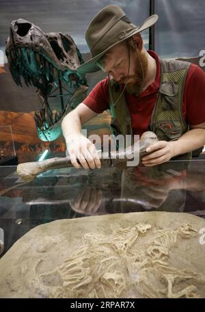 (190517) -- VANCOUVER, 17 maggio 2019 -- l'esperto di fossili Nick Schaefer espone alcuni esemplari fossili di dinosauro alla mostra Jurassic quest al Vancouver Convention Center di Vancouver, Canada, 17 maggio 2019. Jurassic quest è il più grande e realistico evento di dinosauri del Nord America e arriva in Canada per la prima volta, con oltre 80 dinosauri a grandezza naturale. CANADA-VANCOUVER-EXHIBITION-JURASSIC QUEST LiangxSen PUBLICATIONxNOTxINxCHN Foto Stock