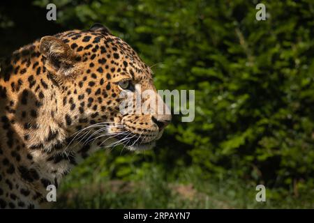 Ritratto laterale di Giava leopardo con sfondo verde. Panthera Pardus Melas profilo nel giardino zoologico. Foto Stock