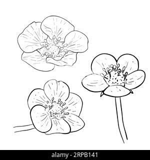 Set vettoriale di fiori di fragola disegnati a mano. Fiori e foglie isolati su sfondo bianco. Vettore, illustrazione della linea. Stampa per tessuto, imballaggio Illustrazione Vettoriale