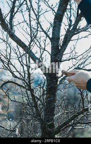 Un giardiniere taglia un grande ramo su una prugna con una sega, lavoro primaverile nel giardino con alberi. Foto Stock