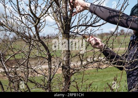 Un giardiniere taglia un grande ramo su una prugna con una sega, lavoro primaverile nel giardino con alberi. Foto Stock