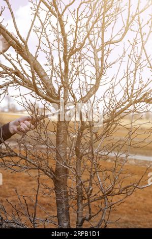 un giardiniere taglia rami su un albero di susina con una sega a mano, lavori di giardinaggio nel giardino, un albero di susina trascurato. Foto Stock