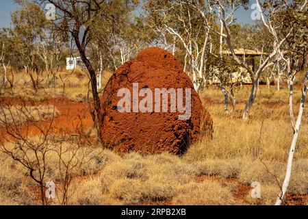 Collina di termite gigante rossa nel Parco Nazionale di Karijini, Australia Occidentale Foto Stock