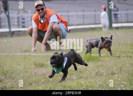 (190527) -- VANCOUVER, 27 maggio 2019 (Xinhua) -- Un bulldog corre sul circuito durante una gara di bulldog all'Hastings Racecourse di Vancouver, Canada, 26 maggio 2019. Circa 60 bulldog hanno gareggiato sul circuito per vincere premi in denaro e onorificenze domenica, dando il via alla serie Dog Days of Summer all'ippodromo di Hastings. (Xinhua/Liang Sen) CANADA-VANCOUVER-BULLDOG RACE PUBLICATIONxNOTxINxCHN Foto Stock