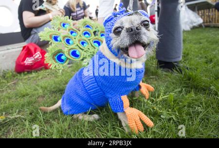 (190527) -- PECHINO, 27 maggio 2019 (Xinhua) -- Un cane vestito è visto durante il Woofstock 2019 al Woodbine Park di Toronto, Canada, il 26 maggio 2019. (Xinhua/Zou Zheng) XINHUA PHOTOS OF THE DAY PUBLICATIONxNOTxINxCHN Foto Stock