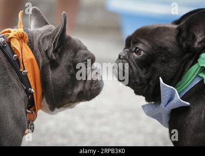 (190527) -- VANCOUVER, 27 maggio 2019 (Xinhua) -- due bulldog interagiscono tra loro durante una gara di bulldog all'Hastings Racecourse di Vancouver, Canada, 26 maggio 2019. Circa 60 bulldog hanno gareggiato sul circuito per vincere premi in denaro e onorificenze domenica, dando il via alla serie Dog Days of Summer all'ippodromo di Hastings. (Xinhua/Liang Sen) CANADA-VANCOUVER-BULLDOG RACE PUBLICATIONxNOTxINxCHN Foto Stock