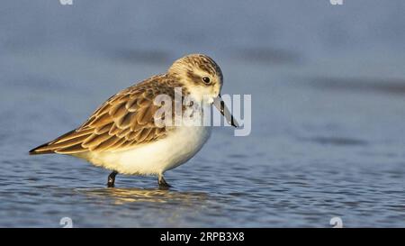 (190527) -- FUZHOU, 27 maggio 2019 (Xinhua) -- Un sandpiper a becco cerca cibo nella zona umida di Minjiangkou a Fuzhou, capitale della provincia del Fujian della Cina sudorientale, 24 gennaio 2019. La zona umida di Minjiangkou, che copre un'area di 2.100 ettari, è un luogo di riposo e habitat per oltre 150 specie di uccelli acquatici per la sua posizione ascendente e il suo ambiente raffinato. (Xinhua/Mei Yongcun) CHINA-FUJIAN-FUZHOU-MINJIANGKOU WETLAND-BIRDS (CN) PUBLICATIONxNOTxINxCHN Foto Stock