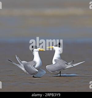 (190527) -- FUZHOU, 27 maggio 2019 (Xinhua) -- grandi terne creste sono viste nella zona umida di Minjiangkou a Fuzhou, capitale della provincia del Fujian della Cina sudorientale, 23 maggio 2019. La zona umida di Minjiangkou, che copre un'area di 2.100 ettari, è un luogo di riposo e habitat per oltre 150 specie di uccelli acquatici per la sua posizione ascendente e il suo ambiente raffinato. (Xinhua/Mei Yongcun) CHINA-FUJIAN-FUZHOU-MINJIANGKOU WETLAND-BIRDS (CN) PUBLICATIONxNOTxINxCHN Foto Stock