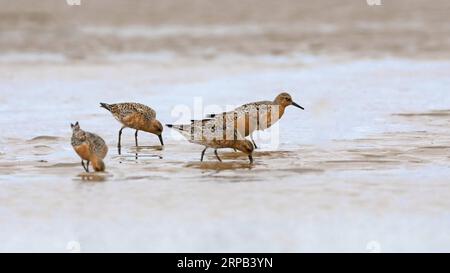 (190527) -- FUZHOU, 27 maggio 2019 (Xinhua) -- Red knots search for food at the Minjiangkou Wetland in Fuzhou, capitale della provincia del Fujian della Cina sudorientale, 24 maggio 2019. La zona umida di Minjiangkou, che copre un'area di 2.100 ettari, è un luogo di riposo e habitat per oltre 150 specie di uccelli acquatici per la sua posizione ascendente e il suo ambiente raffinato. (Xinhua/Mei Yongcun) CHINA-FUJIAN-FUZHOU-MINJIANGKOU WETLAND-BIRDS (CN) PUBLICATIONxNOTxINxCHN Foto Stock