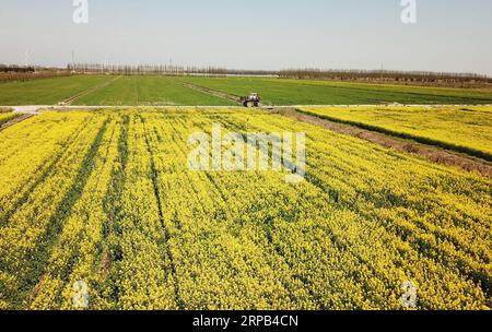 (190527) -- SHANGHAI, 27 maggio 2019 (Xinhua) -- foto aerea scattata il 19 marzo 2019 mostra il campo di fiori di cole nel distretto di Chongming, nella Cina orientale di Shanghai. Situata nel mezzo della costa orientale della Cina e nell'estuario del fiume Yangtze, Shanghai è il più grande centro economico della Cina nonché il centro regionale della regione del delta del fiume Yangtze. Come cortile di questa prospera metropoli, l'isola di Chongming, uno dei distretti rurali di Shanghai, sta per raggiungere il suo obiettivo di sviluppare un'isola ecologica di livello mondiale. Le zone umide dell'isola sono preservate e i suoi villaggi tradizionali sono re Foto Stock