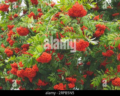 Rami di Rowan con foglie pinnate e frutta matura di colore rosso brillante, messa a fuoco selettiva. Cibo per gli uccelli, primo piano Foto Stock