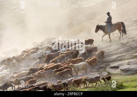 (190607) - PECHINO, 7 giugno 2019 (Xinhua) -- Un allevatore guida il bestiame in un viaggio per pascolo estivo nella contea di Fuhai di Altay, nella regione autonoma di Xinjiang Uygur della Cina nord-occidentale, 6 giugno 2019. (Xinhua/Ding lei) XINHUA FOTO DEL GIORNO PUBLICATIONxNOTxINxCHN Foto Stock