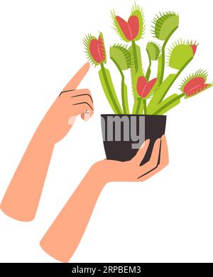 Pianta della casa carnivora Venere flytrap in un vaso di fiori con mani di donne. Vettore di piante domestiche e fiori, flora pianta carnivora, flytrap e illustrazione venere Illustrazione Vettoriale