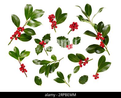 Agrifoglio di Natale con le berrii rosse. Decorazioni festive tradizionali. Agrifoglio con bacche rosse su bianco. Foto Stock