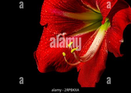 Fiore rosso intenso di amaryllis su sfondo nero, che mostra delicata bellezza della natura. Foto Stock