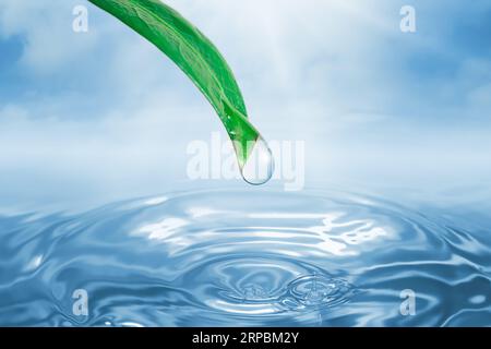 Una goccia d'acqua che cade da foglie verdi in un corpo d'acqua tranquillo, creando increspature e schizzi Foto Stock