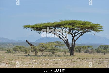 (190615) -- NAIROBI, 15 giugno 2019 (Xinhua) -- Una giraffa riposa sotto gli alberi nella riserva nazionale di Samburu, a nord del Kenya, 14 giugno 2019. La riserva nazionale di Samburu si trova nel nord del Kenya e copre un'area di circa 165 chilometri quadrati. Attrae gli animali a causa del fiume Ewaso ng iro che lo attraversa e della miscela di acacia, foresta fluviale, alberi di spine e vegetazione erbosa. La zebra di Grevy, il gerenuk, le giraffe reticolate e l'orice beisa sono più di quelle di altre regioni del paese. La riserva ospita anche leoni, coccodrilli, babbuini, elefanti e hund Foto Stock