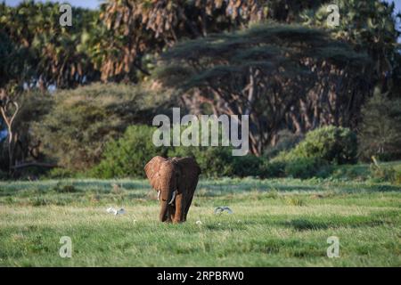 (190615) -- NAIROBI, 15 giugno 2019 (Xinhua) -- un elefante cerca cibo nella riserva nazionale di Samburu, a nord del Kenya, 13 giugno 2019. La riserva nazionale di Samburu si trova nel nord del Kenya e copre un'area di circa 165 chilometri quadrati. Attrae gli animali a causa del fiume Ewaso ng iro che lo attraversa e della miscela di acacia, foresta fluviale, alberi di spine e vegetazione erbosa. La zebra di Grevy, il gerenuk, le giraffe reticolate e l'orice beisa sono più di quelle di altre regioni del paese. La riserva ospita anche leoni, coccodrilli, babbuini, elefanti e hundr Foto Stock