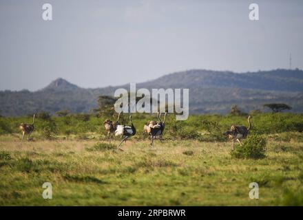 (190615) -- NAIROBI, 15 giugno 2019 (Xinhua) -- struzzi corrono nella riserva nazionale di Samburu, a nord del Kenya, 13 giugno 2019. La riserva nazionale di Samburu si trova nel nord del Kenya e copre un'area di circa 165 chilometri quadrati. Attrae gli animali a causa del fiume Ewaso ng iro che lo attraversa e della miscela di acacia, foresta fluviale, alberi di spine e vegetazione erbosa. La zebra di Grevy, il gerenuk, le giraffe reticolate e l'orice beisa sono più di quelle di altre regioni del paese. La riserva ospita anche leoni, coccodrilli, babbuini, elefanti e centinaia di uccelli Foto Stock