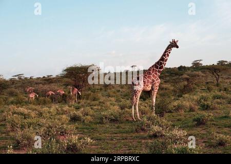 (190615) -- NAIROBI, 15 giugno 2019 (Xinhua) -- le giraffe passano accanto agli alberi al tramonto nella riserva nazionale di Samburu, a nord del Kenya, 13 giugno 2019. La riserva nazionale di Samburu si trova nel nord del Kenya e copre un'area di circa 165 chilometri quadrati. Attrae gli animali a causa del fiume Ewaso ng iro che lo attraversa e della miscela di acacia, foresta fluviale, alberi di spine e vegetazione erbosa. La zebra di Grevy, il gerenuk, le giraffe reticolate e l'orice beisa sono più di quelle di altre regioni del paese. La riserva ospita anche leoni, coccodrilli, babbuini, elefanti Foto Stock