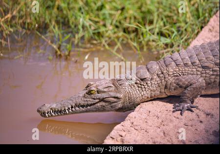 (190615) -- NAIROBI, 15 giugno 2019 (Xinhua) -- Un coccodrillo è stato visto nella riserva nazionale di Samburu, a nord del Kenya, 12 giugno 2019. La riserva nazionale di Samburu si trova nel nord del Kenya e copre un'area di circa 165 chilometri quadrati. Attrae gli animali a causa del fiume Ewaso ng iro che lo attraversa e della miscela di acacia, foresta fluviale, alberi di spine e vegetazione erbosa. La zebra di Grevy, il gerenuk, le giraffe reticolate e l'orice beisa sono più di quelle di altre regioni del paese. La riserva ospita anche leoni, coccodrilli, babbuini, elefanti e centinaia di Foto Stock