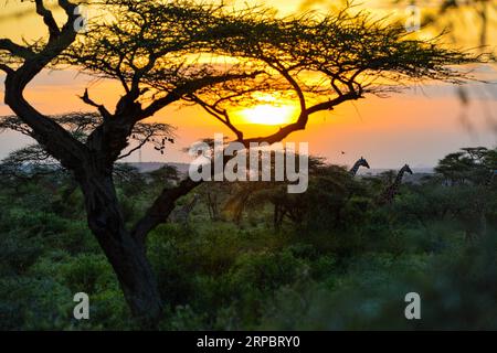 (190615) -- NAIROBI, 15 giugno 2019 (Xinhua) -- le giraffe passano accanto agli alberi al tramonto nella riserva nazionale di Samburu, a nord del Kenya, 13 giugno 2019. La riserva nazionale di Samburu si trova nel nord del Kenya e copre un'area di circa 165 chilometri quadrati. Attrae gli animali a causa del fiume Ewaso ng iro che lo attraversa e della miscela di acacia, foresta fluviale, alberi di spine e vegetazione erbosa. La zebra di Grevy, il gerenuk, le giraffe reticolate e l'orice beisa sono più di quelle di altre regioni del paese. La riserva ospita anche leoni, coccodrilli, babbuini, elefanti Foto Stock