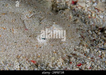 Flounder, Bothus sp, mimetizzati sulla sabbia, immersioni notturne, Murex House Reef, Bangka Island, Sulawesi settentrionale, Indonesia Foto Stock