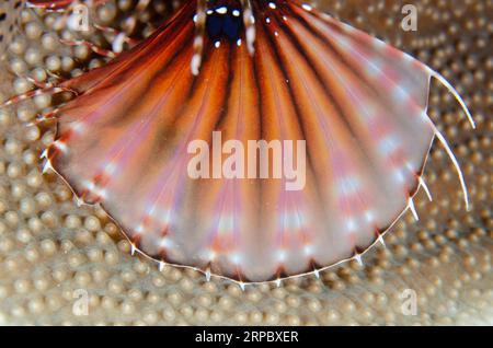 Zebra Lionfish, Dendrochirus zebra, pinna di corallo, sito di immersione Sampiri, isola di Bangka, Sulawesi settentrionale, Indonesia Foto Stock