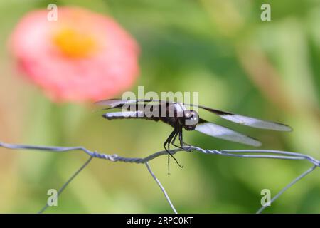 Una grande libellula con lunghe ali viene catturata a metà volo sullo sfondo blu del cielo Foto Stock